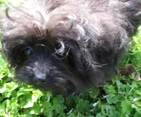 Bella, a female Pomeranian and Poodle - Toy  for sale in Santa Rosa, CA – Photo 3 of 4