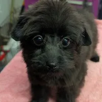 Bella, a female Pomeranian and Poodle - Toy  for sale in Santa Rosa, CA – Photo 1 of 5