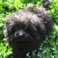 Bella, a female Pomeranian and Poodle - Toy  for sale in Santa Rosa, CA – Photo 3 of 5