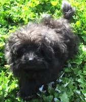 Bella, a female Pomeranian and Poodle - Toy  for sale in Santa Rosa, CA – Photo 2 of 4