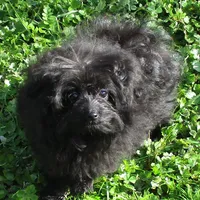 Bella, a female Pomeranian and Poodle - Toy  for sale in Santa Rosa, CA – Photo 5 of 5
