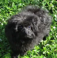 Bella, a female Pomeranian and Poodle - Toy  for sale in Santa Rosa, CA – Photo 4 of 4