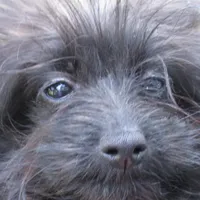 Bella, a female Pomeranian and Poodle - Toy  for sale in Santa Rosa, CA – Photo 2 of 5