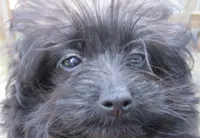 Bella, a female Pomeranian and Poodle - Toy  for sale in Santa Rosa, CA – Photo 1 of 4