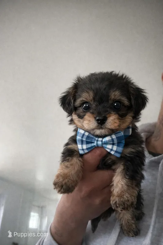 Hope – Cavapoo puppy for sale in Silver Spring, MD