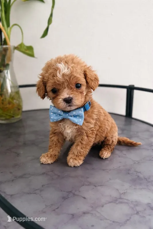 Robbie  – Poodle - Toy  puppy for sale in Silver Spring, MD