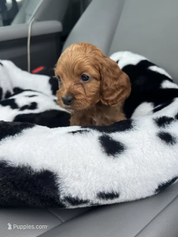 Cary l – Cavapoo puppy for sale in Silver Spring, MD