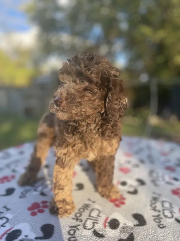 Brown Sugar – Poodle - Toy  puppy for sale in Silver Spring, MD