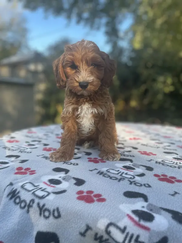 Lenny – Poodle - Toy  puppy for sale in Silver Spring, MD