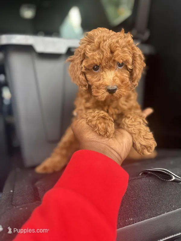 Canton – Cavapoo puppy for sale in Silver Spring, MD
