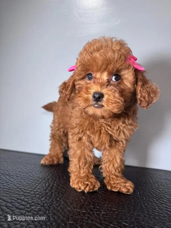 Lussie – Poodle - Toy  puppy for sale in Silver Spring, MD