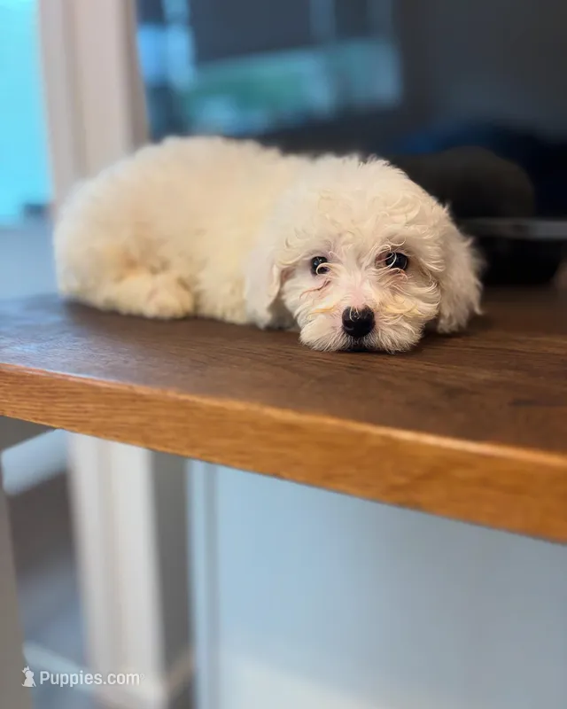 Snow ball j – Poodle - Toy  puppy for sale in Silver Spring, MD