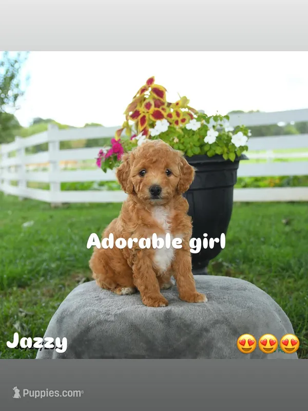 Jazy – Poodle - Toy  puppy for sale in Silver Spring, MD