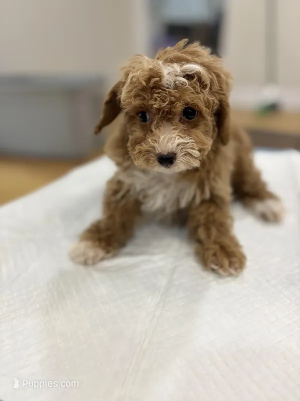 Lexi – Poodle - Toy  puppy for sale in Silver Spring, MD