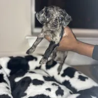 Blue eye gitl, a female Cavapoo for sale in Silver Spring, MD – Photo 1 of 2