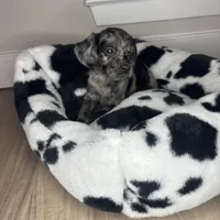 Blue eye gitl, a female Cavapoo for sale in Silver Spring, MD – Photo 2 of 2