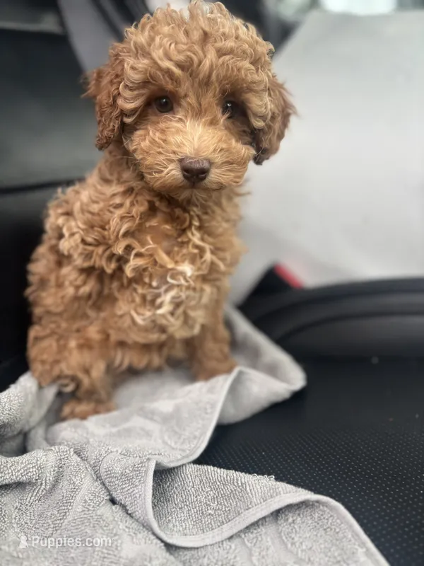 Pritsy 5 – Poodle - Toy  puppy for sale in Silver Spring, MD
