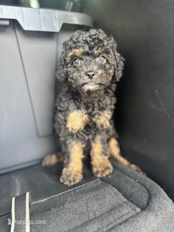 Phantom diva – Poodle - Toy  puppy for sale in Silver Spring, MD