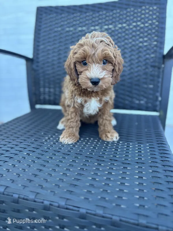 Mouse – Poodle - Toy  puppy for sale in Silver Spring, MD