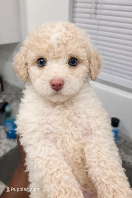 Wisdom  – Poodle - Toy  puppy for sale in Silver Spring, MD