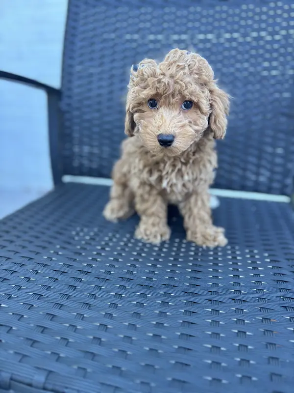 Oat – Poodle - Toy  puppy for sale in Silver Spring, MD