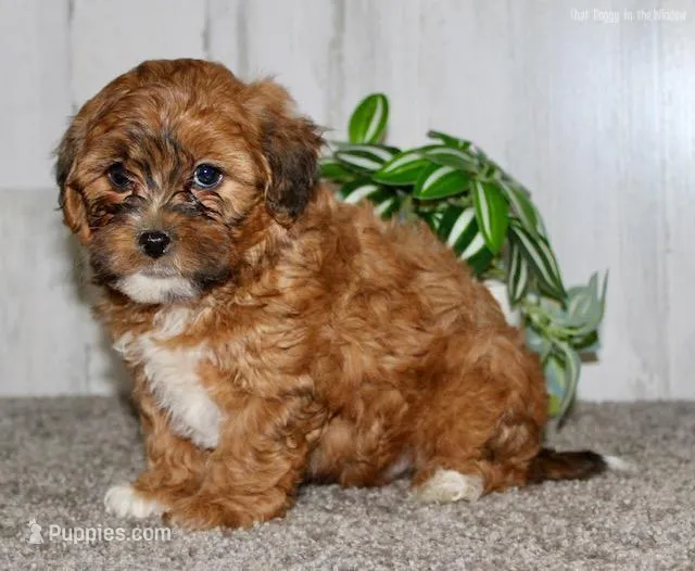 Bossy – Poodle - Toy  puppy for sale in Silver Spring, MD