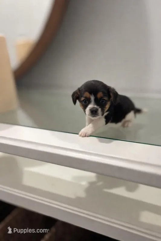 Little bill – Chihuahua puppy for sale in Silver Spring, MD