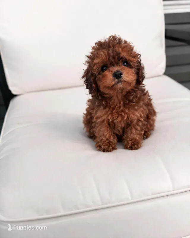 Snapple  – Poodle - Toy  puppy for sale in Silver Spring, MD