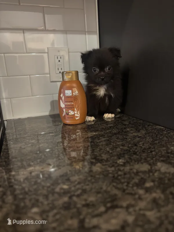 Panda b – Pomeranian puppy for sale in Silver Spring, MD