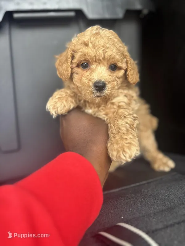 Maxx – Poodle - Toy  puppy for sale in Silver Spring, MD