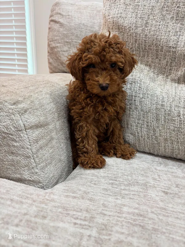 Bryan – Poodle - Toy  puppy for sale in Silver Spring, MD