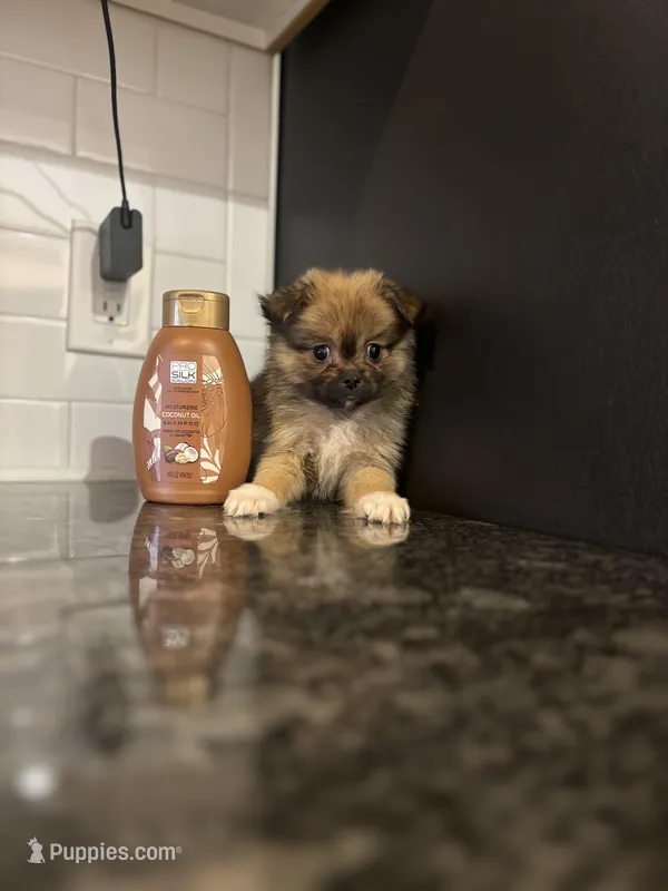 Daisey b – Pomeranian puppy for sale in Silver Spring, MD