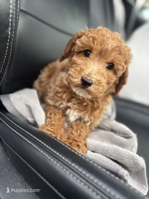 Jackie 5 – Poodle - Toy  puppy for sale in Silver Spring, MD