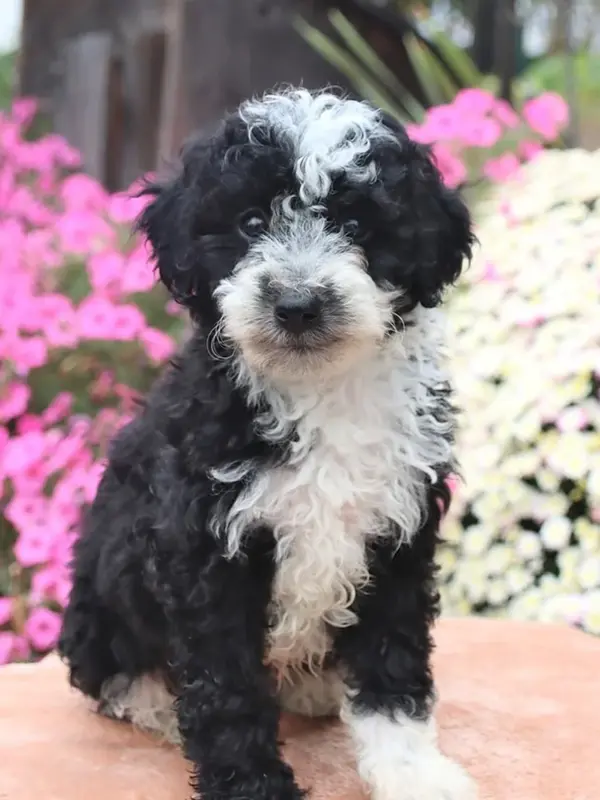 Oreo – Poodle - Toy  puppy for sale in Silver Spring, MD