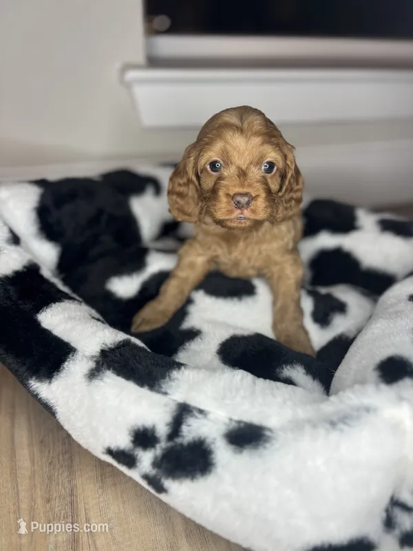 Choclate noise – Cavapoo puppy for sale in Silver Spring, MD