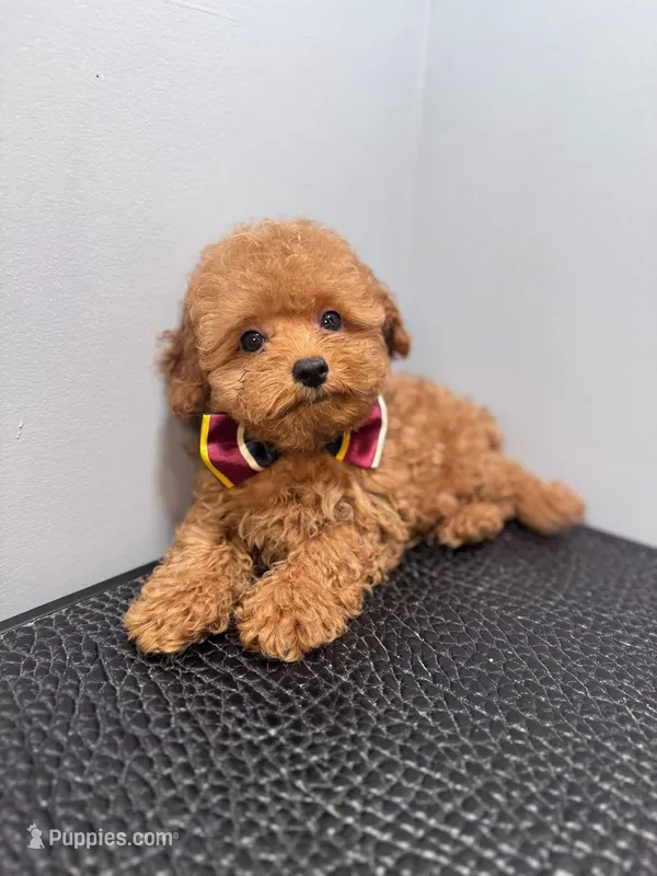 Joe b – Poodle - Toy  puppy for sale in Silver Spring, MD