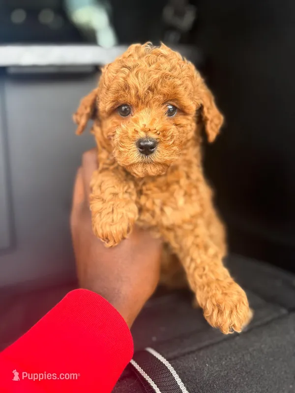 Spin – Poodle - Toy  puppy for sale in Silver Spring, MD