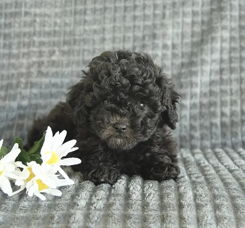 Kimmy – Poodle - Toy  puppy for sale in Silver Spring, MD