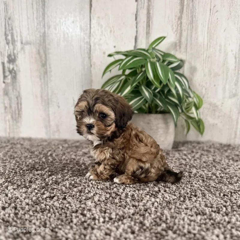 Bubbles  – Poodle - Toy  puppy for sale in Silver Spring, MD