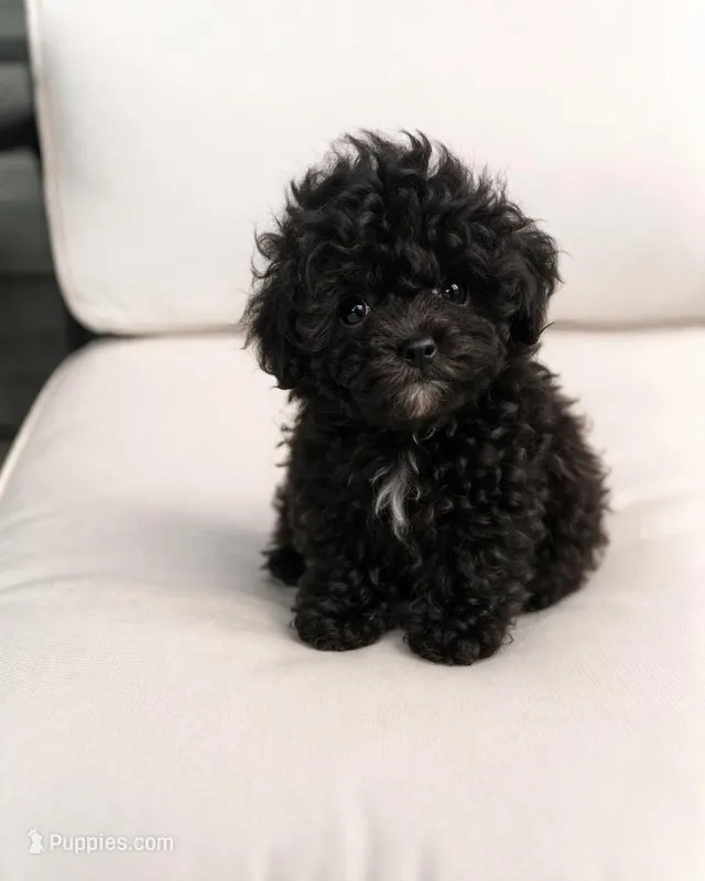 Noodle  – Poodle - Toy  puppy for sale in Silver Spring, MD