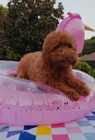 Tillie (Micro/Petite Goldendoodle-Cavapoo), a female Cavapoo and Miniature Goldendoodle for sale in Dallas, TX – 2 of 10