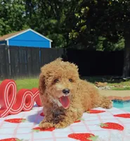 Tabitha (Micro/Petite Goldendoodle-Cavapoo), a female Cavapoo and Miniature Goldendoodle for sale in Dallas, TX – 9 of 10