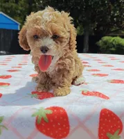 Ronni, a female Cavapoo and Miniature Goldendoodle for sale in Dallas, TX – 6 of 10