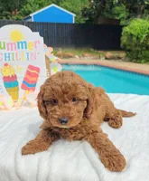 Jorie (Miniature Goldendoodle-Cavapoo), a female Cavapoo and Miniature Goldendoodle for sale in Dallas, TX – 3 of 10