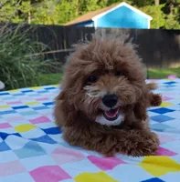 Tabitha (Micro/Petite Goldendoodle-Cavapoo), a female Cavapoo and Miniature Goldendoodle for sale in Dallas, TX – 2 of 10