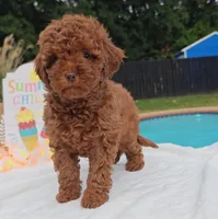 Tillie (Micro/Petite Goldendoodle-Cavapoo), a female Cavapoo and Miniature Goldendoodle for sale in Dallas, TX – 2 of 10