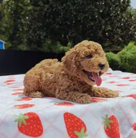 Levi , a male Cavapoo and Miniature Goldendoodle for sale in Dallas, TX – 9 of 10