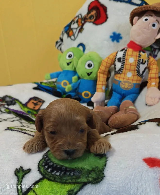 Duke – Cavapoo, Miniature Goldendoodle puppy for sale in Dallas, TX