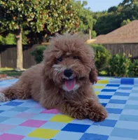 Tabitha (Micro/Petite Goldendoodle-Cavapoo), a female Cavapoo and Miniature Goldendoodle for sale in Dallas, TX – 4 of 10