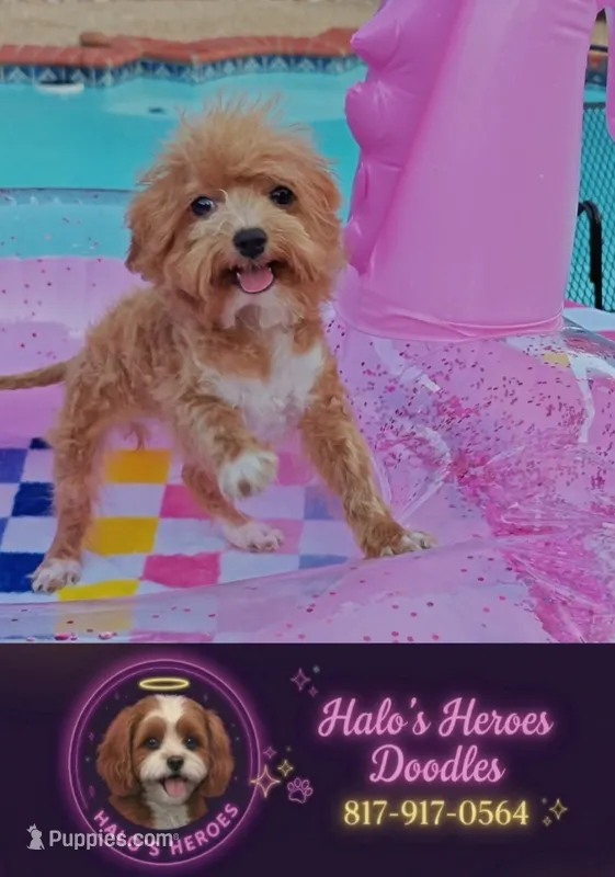 TayTay – Cavapoo, Poodle - Toy  puppy for sale in Dallas, TX